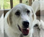 Small Photo #4 Great Pyrenees-Unknown Mix Puppy For Sale in Garland, TX, USA