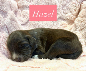 Medium Portuguese Water Dog