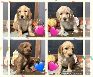 Goldendoodle Litter for sale in POTEAU, OK, USA