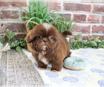 Small #2 Shih Tzu