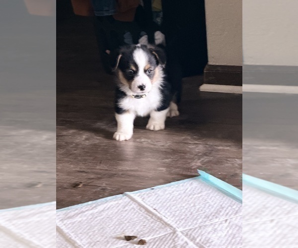 Medium Photo #28 Pembroke Welsh Corgi Puppy For Sale in INDEPENDENCE, MO, USA