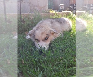 Siberian Husky Puppy for sale in ANADARKO, OK, USA