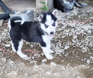 Ausky Puppy for sale in RUSSELLVILLE, KY, USA