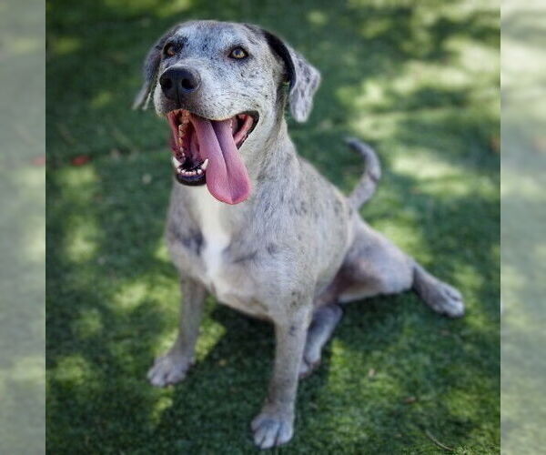 Medium Photo #3 Catahoula Leopard Dog-Labrador Retriever Mix Puppy For Sale in Vail, AZ, USA