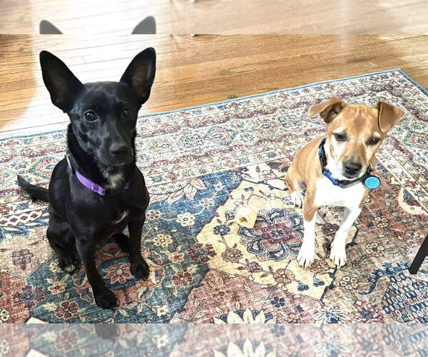 Medium Photo #8 Mutt Puppy For Sale in Boonton, NJ, USA