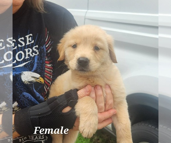 Medium Photo #2 Collie-Labrador Retriever Mix Puppy For Sale in Royal Palm Beach, FL, USA