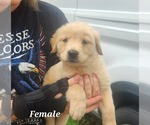Small #1 Collie-Labrador Retriever Mix