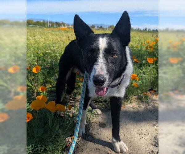 Medium Photo #2 Border Collie-Unknown Mix Puppy For Sale in Ventura, CA, USA