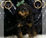 Puppy Zues Poodle (Miniature)