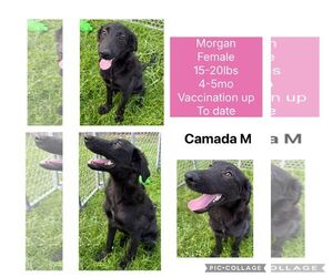 Mutt Dogs for adoption in Virginia Beach, VA, USA