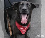 Small Photo #7 Labrador Retriever-Retriever  Mix Puppy For Sale in Washington, DC, USA
