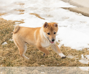Shiba Inu Puppy for sale in MILLERSBURG, IN, USA