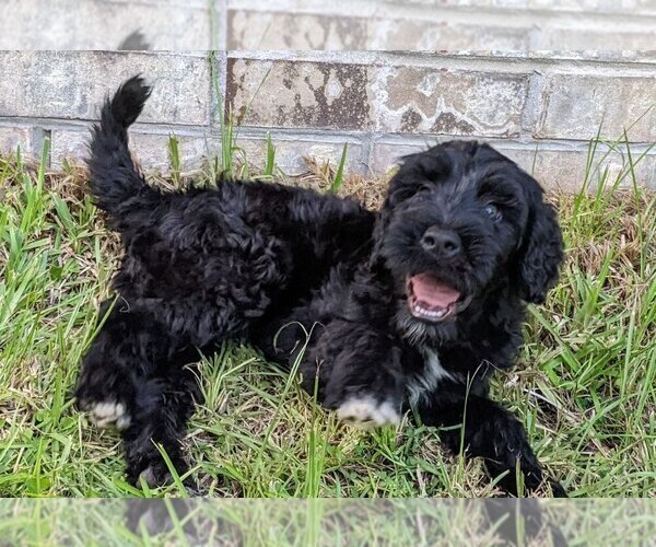 Medium Photo #9 Portuguese Water Dog Puppy For Sale in CALLAHAN, FL, USA