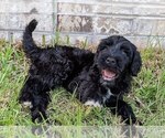 Small Photo #9 Portuguese Water Dog Puppy For Sale in CALLAHAN, FL, USA