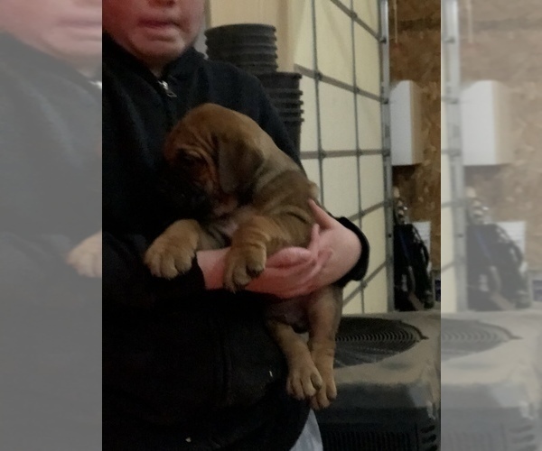 Medium Photo #3 Boerboel Puppy For Sale in THREE RIVERS, MI, USA