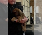 Small Photo #3 Boerboel Puppy For Sale in THREE RIVERS, MI, USA