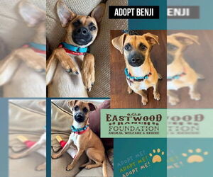 Chiweenie Dogs for adoption in Marina Del Rey, CA, USA