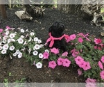 Small Photo #2 Pug Puppy For Sale in DAYTON, VA, USA