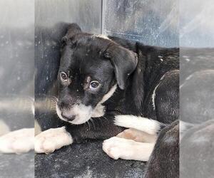 Labrador Retriever-Unknown Mix Dogs for adoption in San Antonio, TX, USA