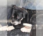 Small Labrador Retriever Mix