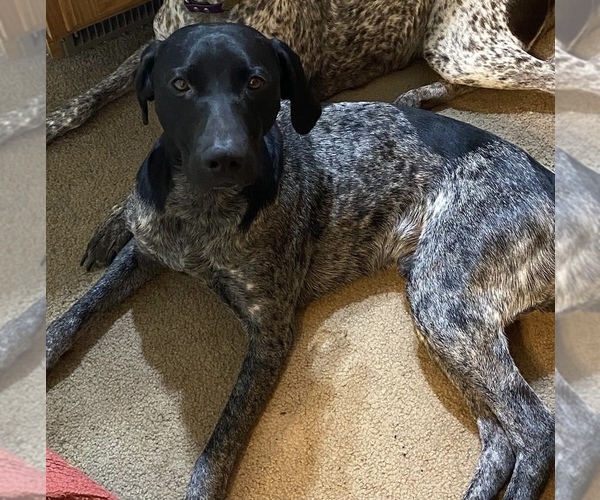 Medium Photo #1 German Shorthaired Pointer Puppy For Sale in HARRIETTA, MI, USA