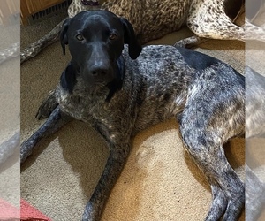Father of the German Shorthaired Pointer puppies born on 05/21/2025