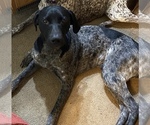 Small Photo #1 German Shorthaired Pointer Puppy For Sale in HARRIETTA, MI, USA