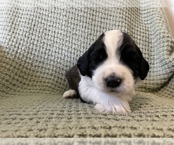 Medium Photo #4 Saint Berdoodle Puppy For Sale in ELK RIVER, MN, USA