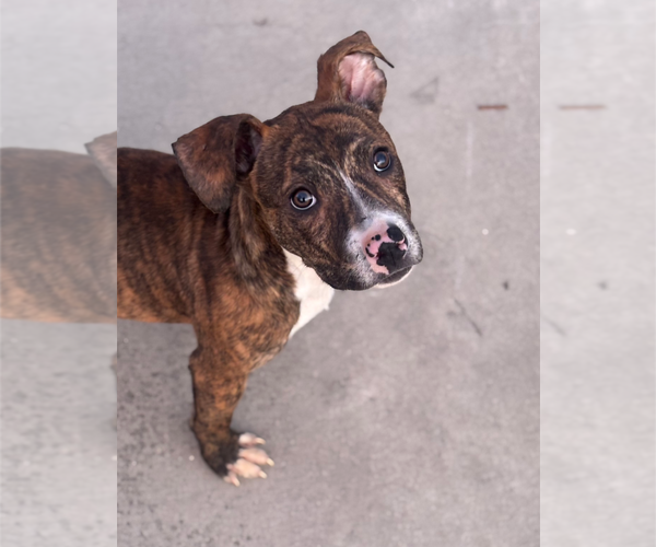 Medium Photo #2 American Staffordshire Terrier-Unknown Mix Puppy For Sale in Holly Springs, NC, USA