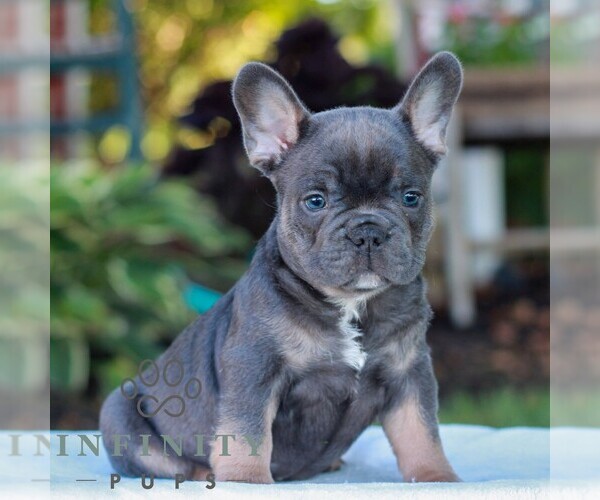 Medium Photo #4 French Bulldog Puppy For Sale in LITITZ, PA, USA