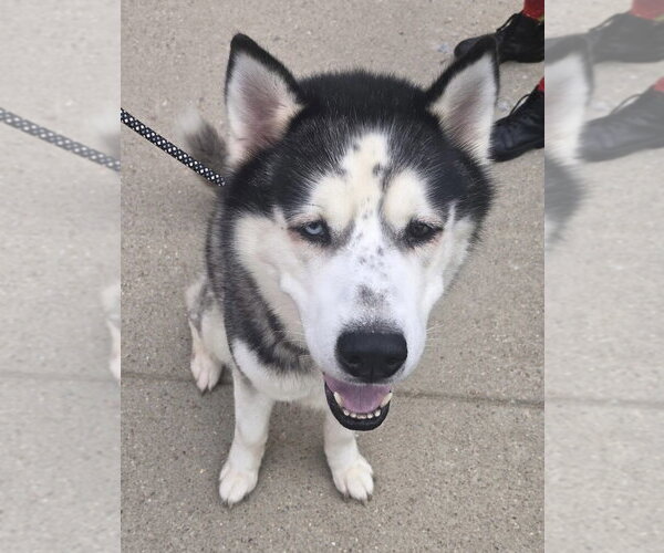Medium Photo #4 Alaskan Malamute Puppy For Sale in Glen Allen, VA, USA