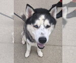 Small #3 Alaskan Malamute