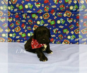 Schnoodle (Miniature) Puppy for sale in WINNSBORO, LA, USA