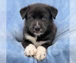 Small Labrador Retriever Mix