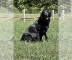 Small Photo #1 Labrador Retriever Puppy For Sale in NEOLA, WV, USA