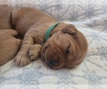 Small Photo #6 Golden Irish-Golden Retriever Mix Puppy For Sale in EUREKA, IL, USA