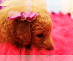 Small Photo #2 Goldendoodle Puppy For Sale in BRIGHTON, MO, USA