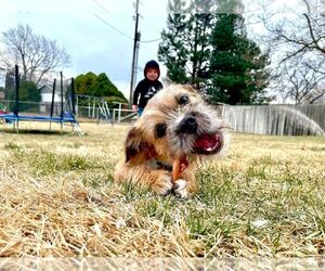 Shih Tzu Dog for Adoption in KENNEWICK, Washington USA