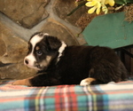 Small Photo #5 Miniature Australian Shepherd Puppy For Sale in WESTFIELD, MA, USA