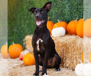 Mutt Dogs for adoption in Camarillo, CA, USA