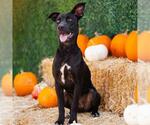 *EVE - Female Mutt Dog for Adoption - Small photo