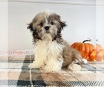 Small Shih Tzu