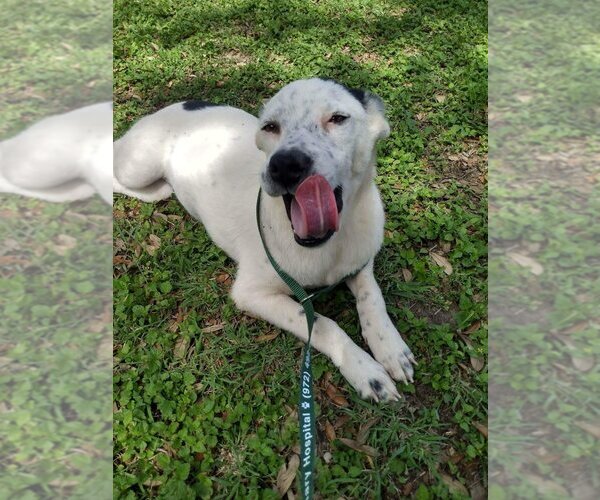 Medium Photo #3 Catahoula Leopard Dog-Unknown Mix Puppy For Sale in New York, NY, USA