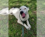 Small #2 Catahoula Leopard Dog Mix