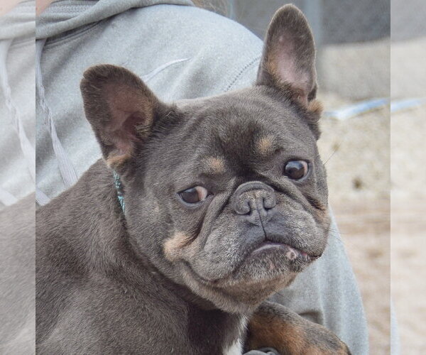 Medium Photo #1 French Bulldog Puppy For Sale in Huntley, IL, USA