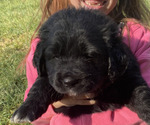Puppy Jake Golden Mountain Dog