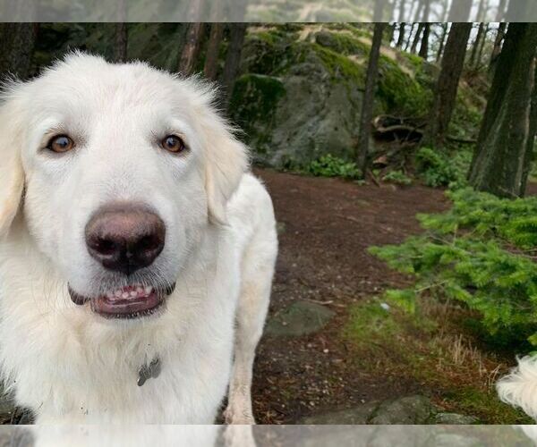 Medium Photo #13 Great Pyrenees Puppy For Sale in Spring, TX, USA
