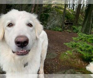 Howie - Male Great Pyrenees Dog for Adoption - Photo #7