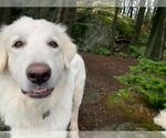 Small #12 Great Pyrenees