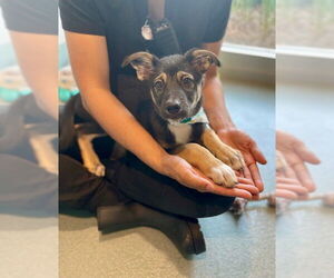German Shepherd Dog-Unknown Mix Dogs for adoption in Baytown, TX, USA